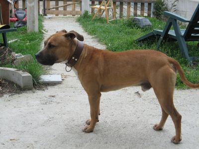 Pitbull