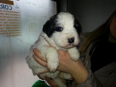 3 cuccioli taglia grande in adozione!