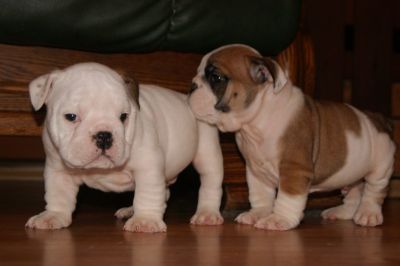 Disponibili CUCCIOLI DI BULLDOG INGLESE (Regalo di Natale)
