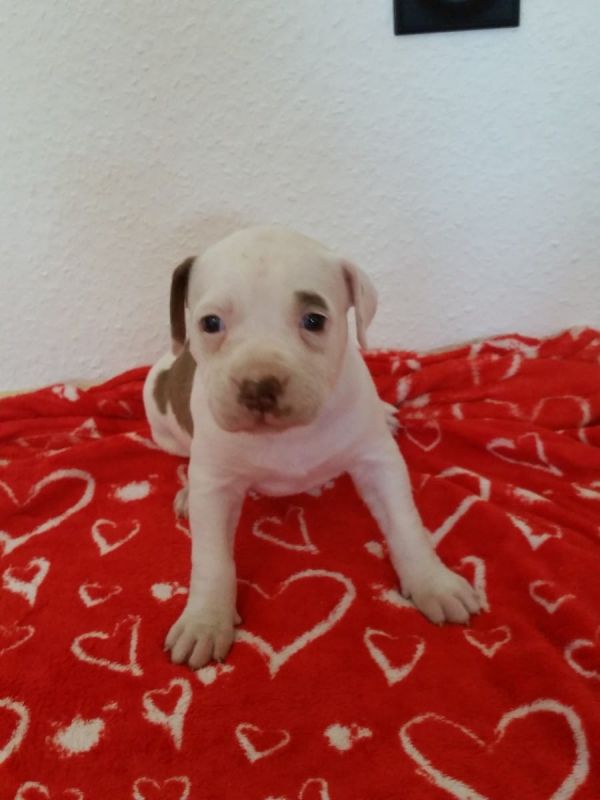 Bella e sani cuccioli di pitbull per adozione 