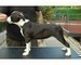 Disponibili cuccioli di American Pitbull Terrier.