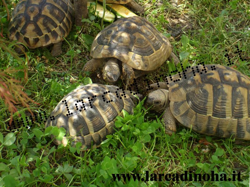 Tartarughe terrestri
