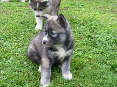 Regarlo Cuccioli di Siberian Husky 