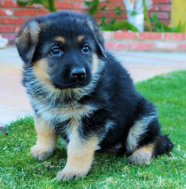 Regalo cuccioli pastore tedesco