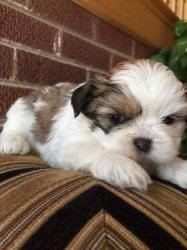 Abbiamo una bellissima cucciolata di SHIH-TZU trcolore.