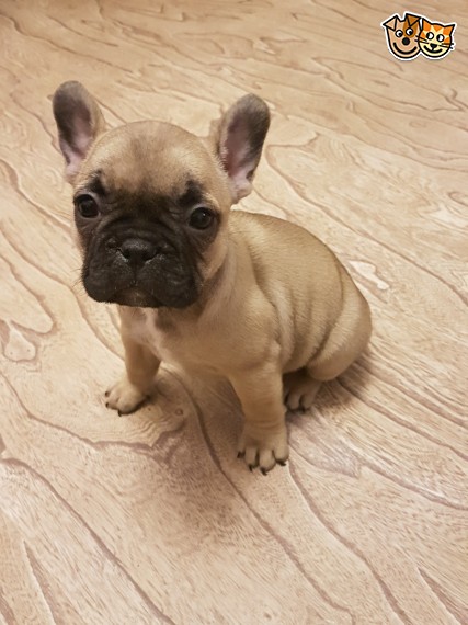  Regalo Cuccioli di Cane a Bulldog Francese