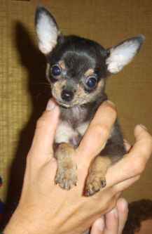 unmondochihuahua