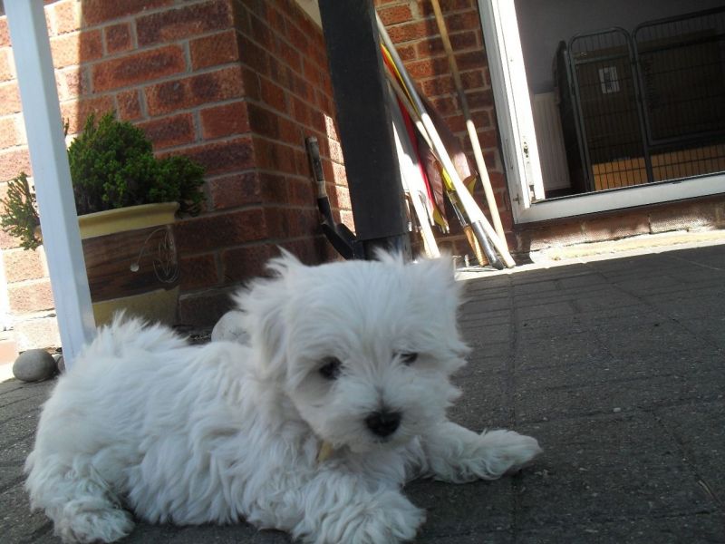 Cuccioli MALTESI in adozione !!!!!