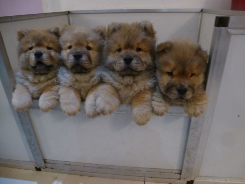 Regalo Cuccioli di chow chow  in pronta consegna i cuccioli verranno Dato dopo 90 giorni dalla nasci