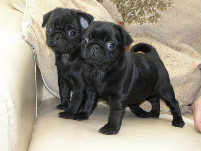 Regalo Cuccioli di Carlino Abbiamo disponibili