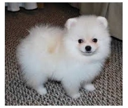 Cuccioli affettuosi maschi e femmine di Pomerania