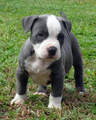 Adorali cuccioli di AMERICANO PITBULL femminucce e maschietti disponibili