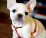 Adorabile cuccioli bulldog inglese