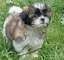 Disponibili cuccioli di Shih Tzu
