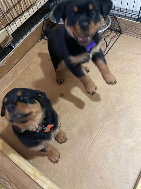  Rottweiler cuccioli introvabili cuccioli (marieiris783@gmail.com)