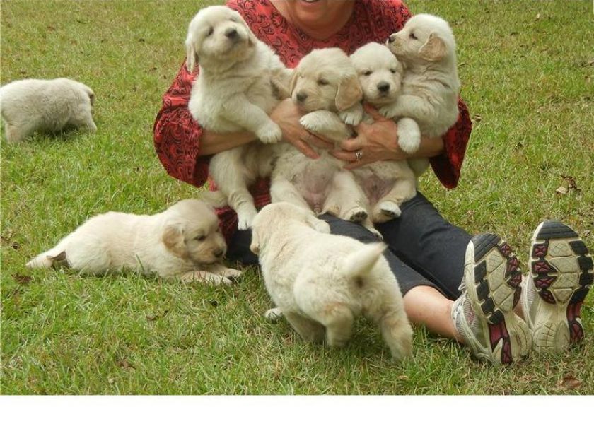 Regalo Cuccioli di Golden retriver