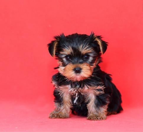 Regalo Yorkie cuccioli giocherelloni disponibili 