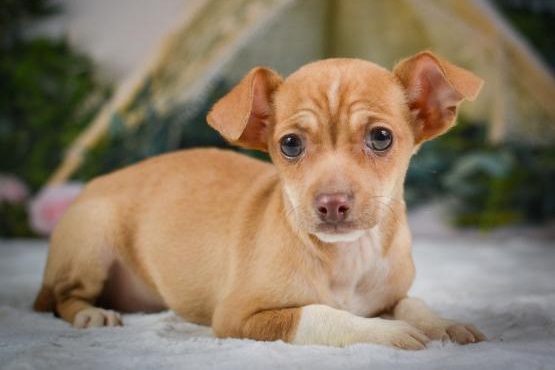 Regalo Cucciolo di chihuahua in pronta consegna i cuccioli verranno Dato dopo 90 giorni dalla nascit
