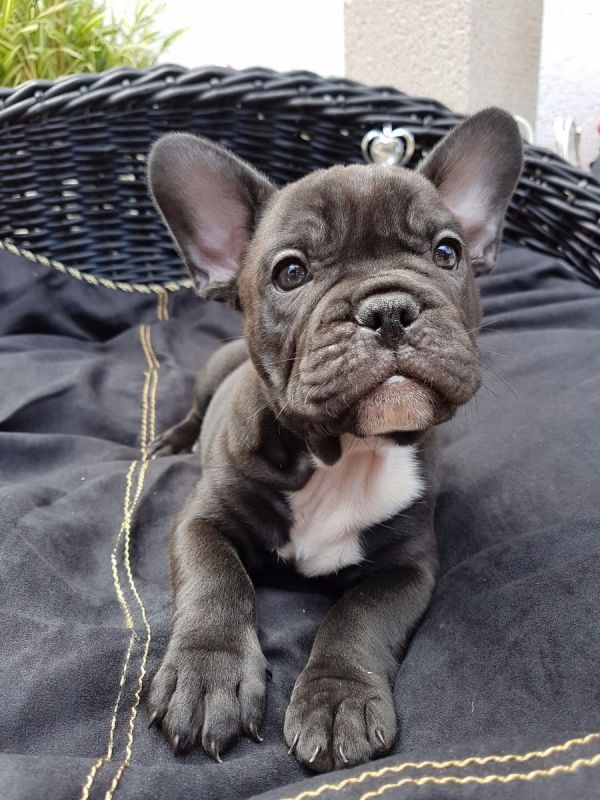 Sani maschio e femmina cuccioli di bulldog francese per adozione napoli