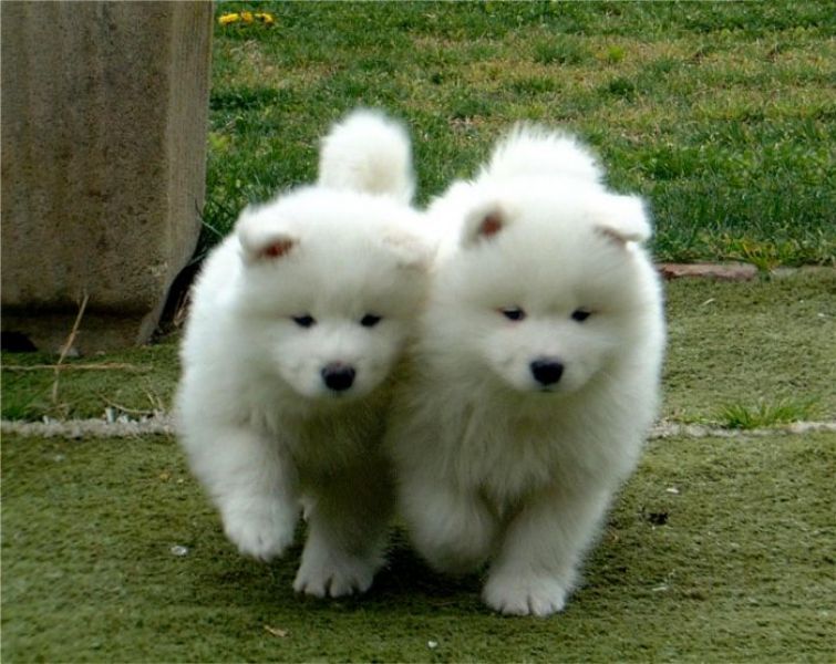 Molto bella e sani cuccioli di samoiedo per adozione maschi e femmine disponibili (gratis) per favor
