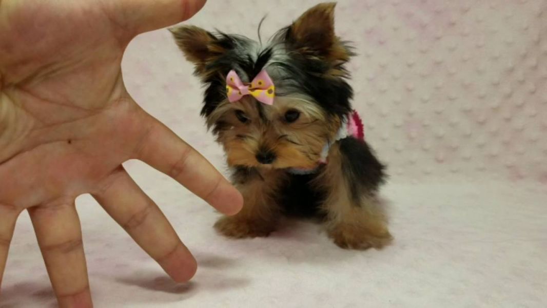 Bellissimi cuccioli di yorkshire