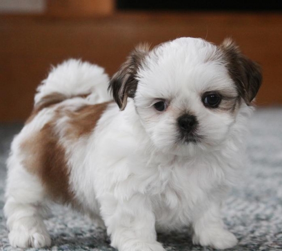 REGALO Cuccioli Shih Tzu