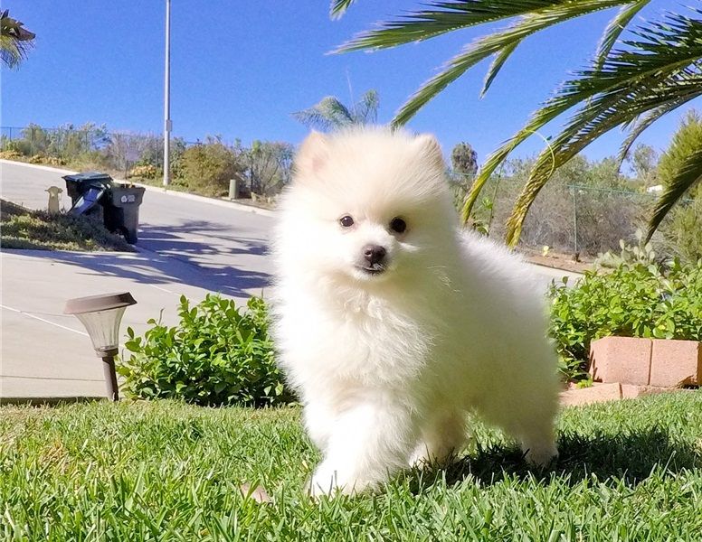  regalo cuccioli di volpino pomerania disponibili per l'adozione