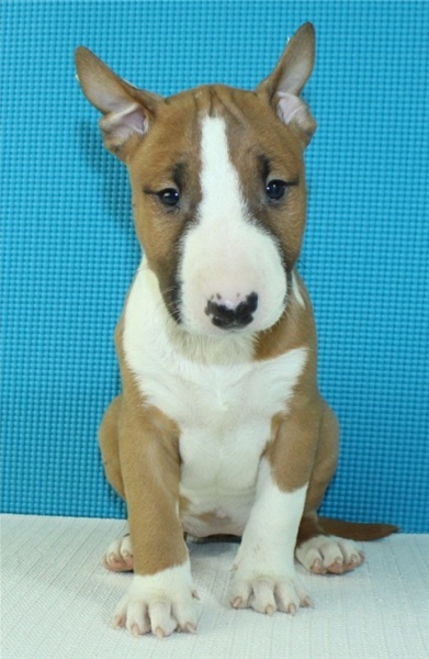 Regalo Cucciolo di Bull terrier in pronta consegna i cuccioli verranno Dato dopo 90 giorni dalla nas