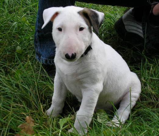 Cuccioli di miniature bull terrier  ( per regalo )