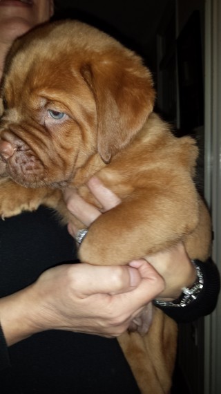 Regalo Cuccioli dogue de bordeaux Disponibili