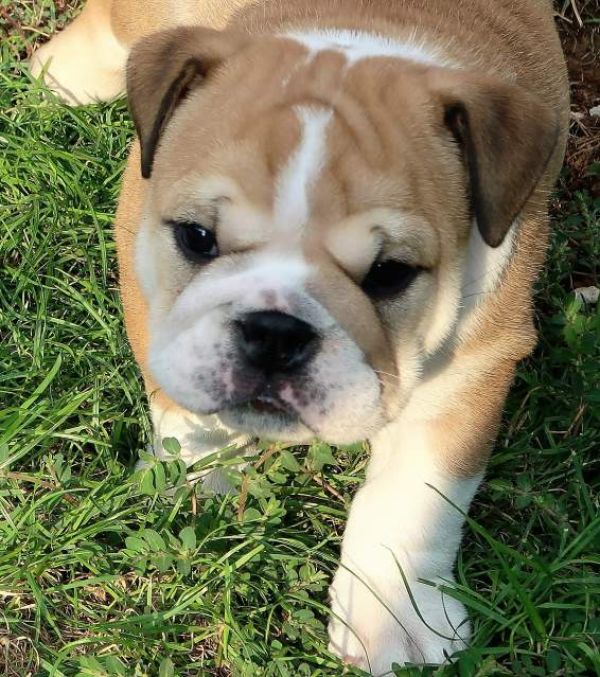 Bulldog inglese cuccioli,