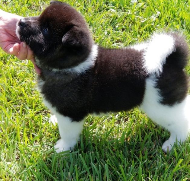 Regalo Akita  cuccioliato disponibili