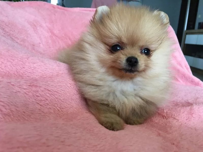 Cuccioli Volpino di pomerania