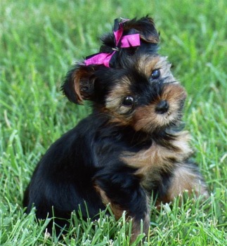 Adorabili yorkshire terrier cuccioli mini disponibili per adozione,molto taglia piccoli,buona salute