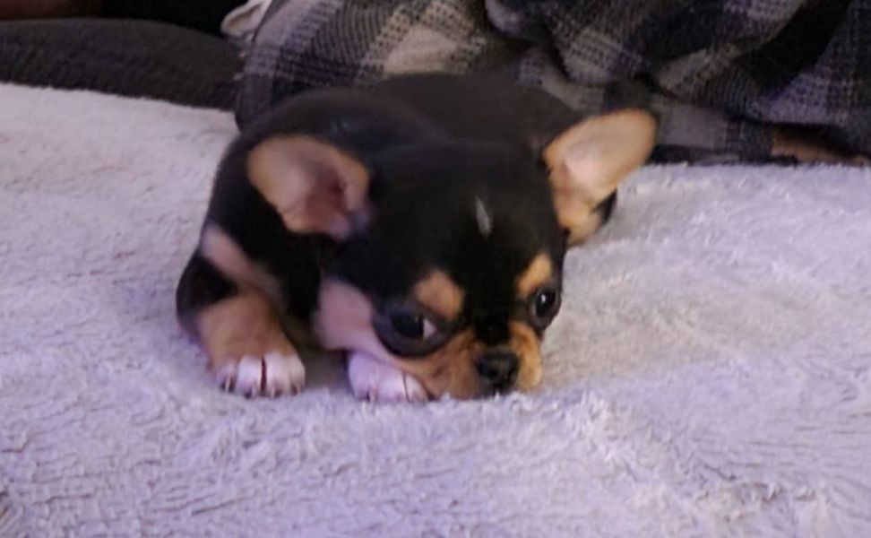 Chihuahua cuccioli introvabili cuccioli E-MAIL (marieiris783@gmail.com)