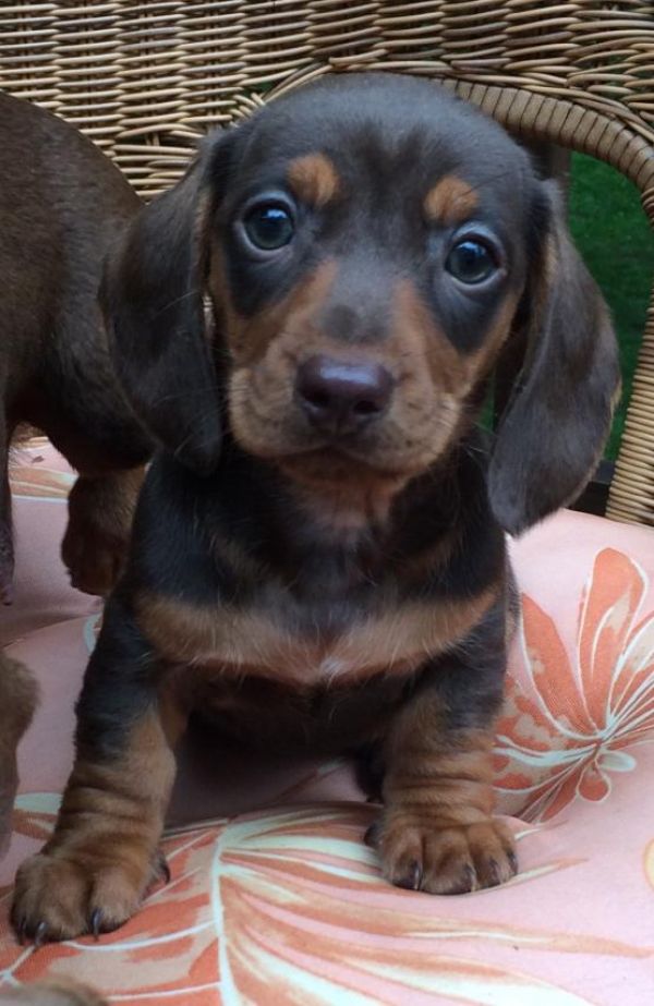 Regalo Cuccioli di bassotti in pronta consegna