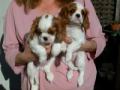   Cuccioli Cavalier King Charles Spaniel  