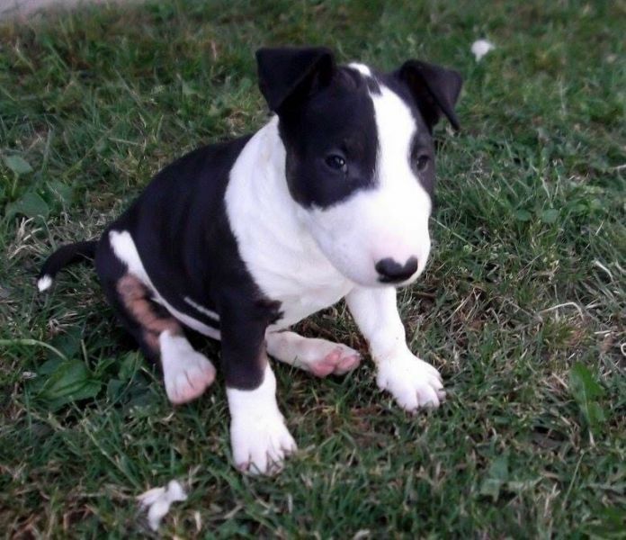   regalo cuccioli di bull terrier disponibili per l'adozione