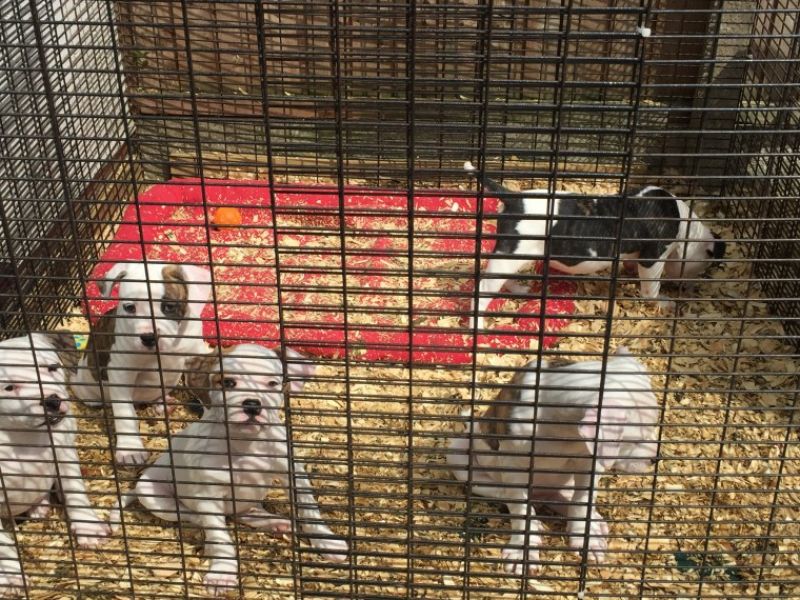 Regalo abbiamo cuccioli di Bulldog americano.