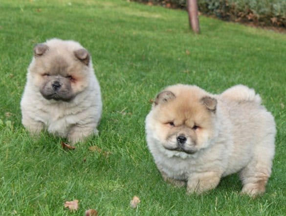 Molto bella e sani cuccioli di CHOW  CHOW per adozione maschi e femmine disponibili (gratis)
