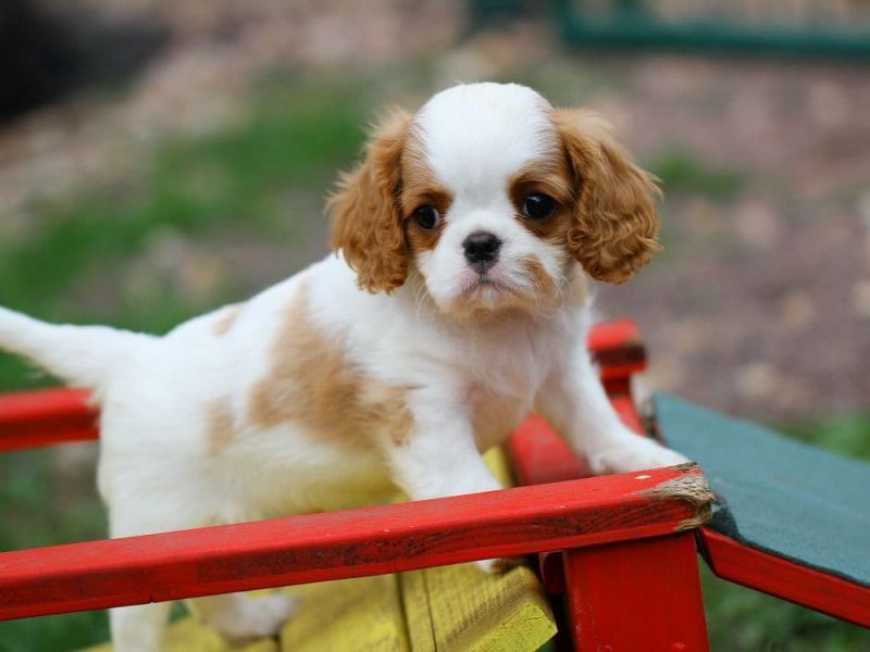 Pura razza  cuccioli di cavalier king charles spaniel per adozione