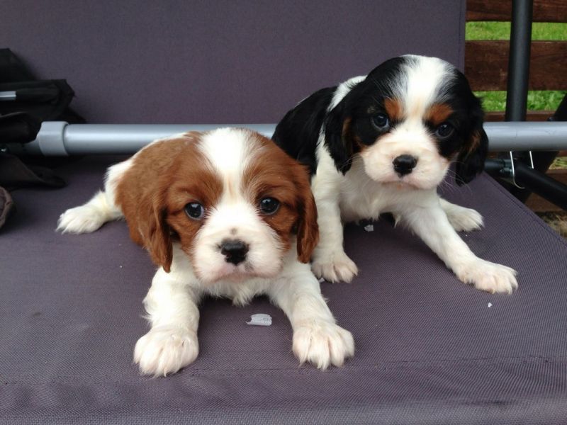 Cuccioli di cavalier king 3 maschi e 2 femmina con 2 vaccini antirabbica