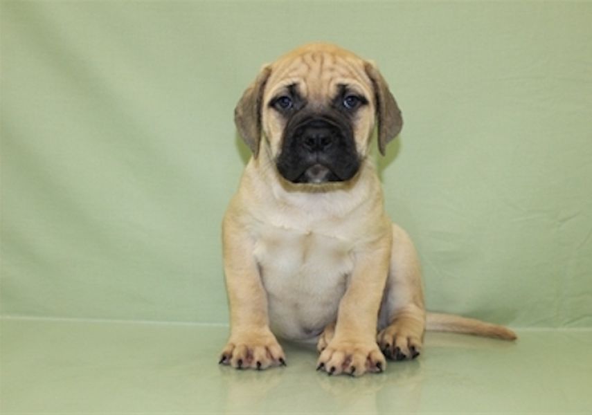  REGALO BullMastiff cuccioli Adorabili cuccioli di BullMastiff  femminucce e maschietti disponibili 