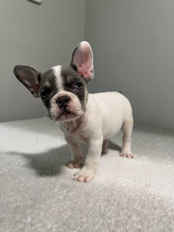  Disponibili splendidi cuccioli di bulldog francese