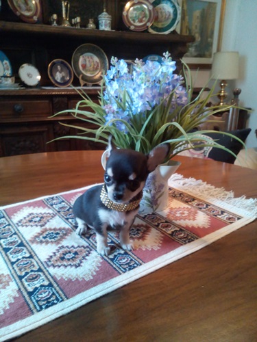 Chihuahua bellissimi cuccioli vendo