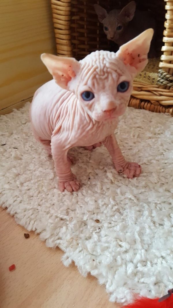 Molto bella e sani gattini Sphynx  per adozione maschi e femmine disponibili (gratis)