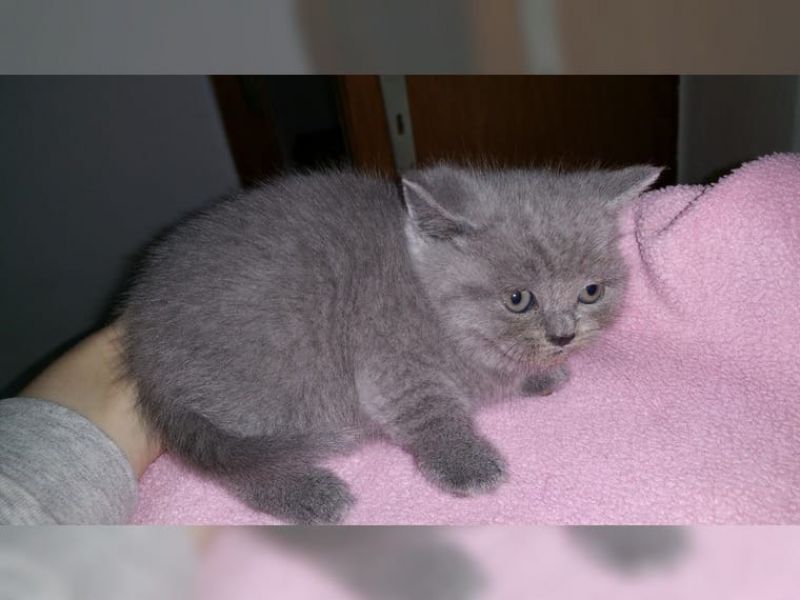 British Shorthair gattini (Regalo )