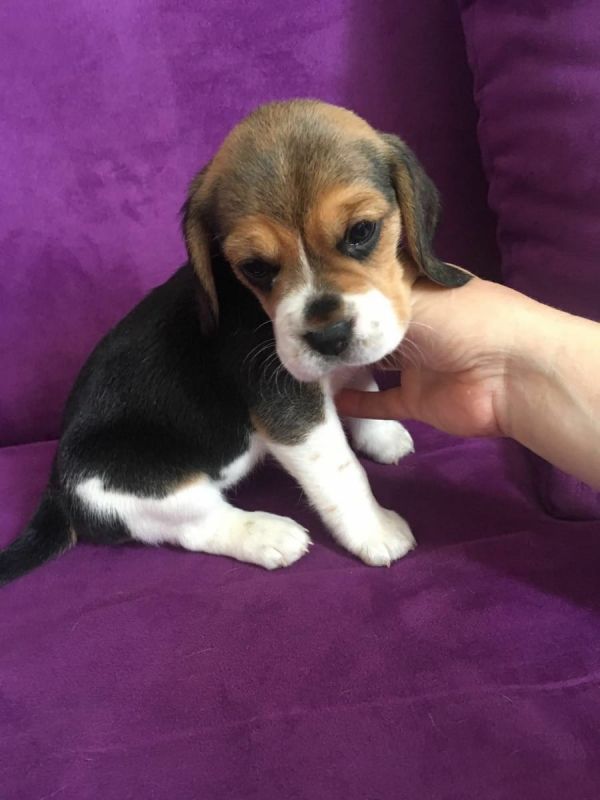  regalo cuccioli di beagle disponibili per l'adozione