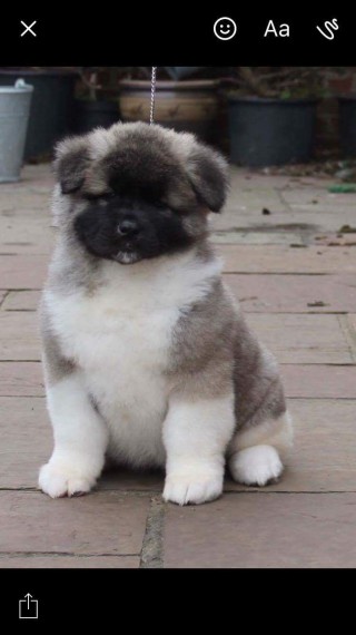 Regalo akita inu Disponibili