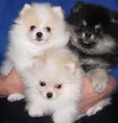 Bellissimi cuccioli di Volpino Pomerania